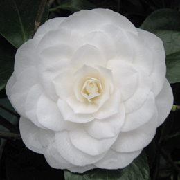 Japanese Camellia 'Nuccio's Gem' - Camellia japonica 'Nuccio's Gem'