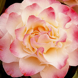 Cam�lia do Jap�o 'Nuccio's Jewel' - Camellia japonica 'Nuccio's Jewel'