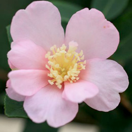 Cam�lia de Outono 'Plantation Pink' - Camellia sasanqua 'Plantation Pink'