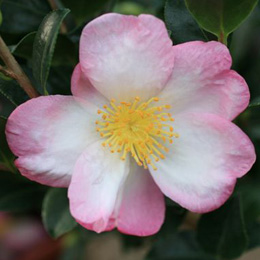 Cam�lia d'automne 'Versicolor' - Camellia sasanqua 'Versicolor'