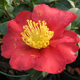 Camelia de oto�o 'Yuletide' - Camellia sasanqua 'Yuletide'