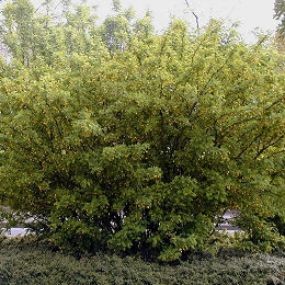 Caragana ou �rvore de ervilha siberiana - Caragana arborescens ou caragana sibirica 