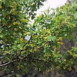 Caragana ou �rvore de ervilha siberiana - Caragana arborescens ou caragana sibirica 