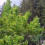 Caragana ou �rvore de ervilha siberiana - Caragana arborescens ou caragana sibirica 