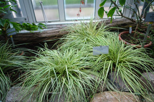 Sedge 'Evergold' - Carex oshimensis 'Evergold'