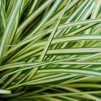 Sedge 'Evergold' - Carex oshimensis 'Evergold' - Foliage