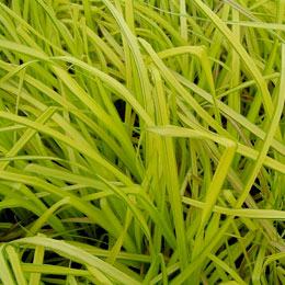 Yellow Sedge - Carex stricta 'Aurea' or Carex elata 'Aurea'