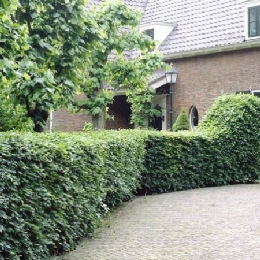 Charme commun, Carpinus betulus: Haie