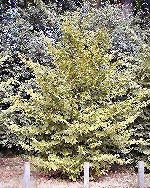Charme commun, Carpinus betulus: sujet isol�