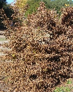 Charme commun, Carpinus betulus � l'automne