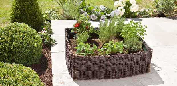 Carr� de plantation en osier