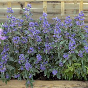 Bluebeard 'First Choice' - Caryopteris x clandonensis 'First Choice'