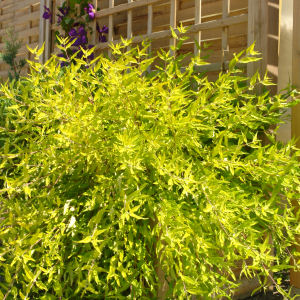 Barbe bleue, Caryopteris x clandon Worcester Gold