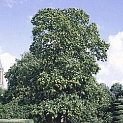 Ch�taignier, Castanea sativa