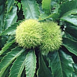 Ch�taignier, Castanea sativa: Fruits