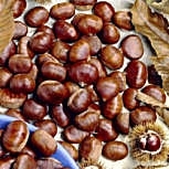 Ch�taignier, Castanea sativa: Ch�taignes
