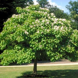 Catalpa commun en fleurs - Catalpa bignonioides en fleurs
