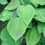 Catalpa commun - Catalpa bignonioides - Feuilles