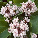 Catalpa commun - Catalpa bignonioides - Fleurs