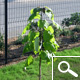 Catalpa commun - Catalpa bignonioides