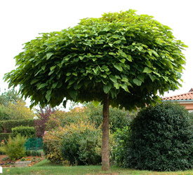 Catalpa boule - Catalpa bungei