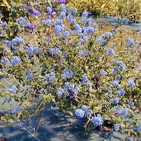 Ceanothus de Burkwood - Ceanothus burkwoodii