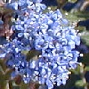 Ceanothus de Burkwood - Ceanothus burkwoodii