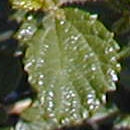 Ceanothus de Burkwood - Ceanothus burkwoodii