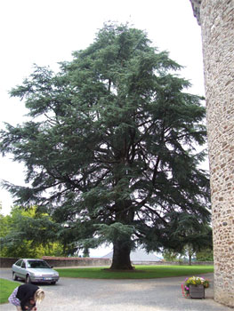 C�dre de l'Atlas - Cedrus atlantica
