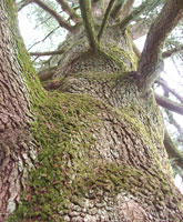 C�dre de l'Atlas - Cedrus atlantica