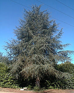 http://www.planfor.fr/Donnees_Site/Produit/HTML/images/cedrus_atlantica_planfor01.jpg