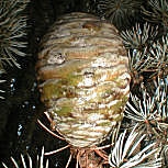 C�dre de l'Atlas, Cedrus atlantica: C�ne