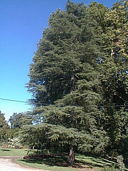 C�dre de l'Himalaya - Cedrus deodara