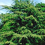 C�dre de l'Himalaya - Cedrus deodara