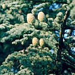 C�dre de l'Himalaya - Cedrus deodara - C�nes