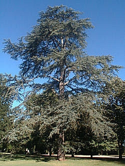 Cedro do L�bano - Cedrus libani