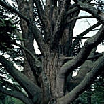 Cedro do L�bano - Cedrus libani