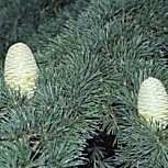 Cedro do L�bano - Cedrus libani