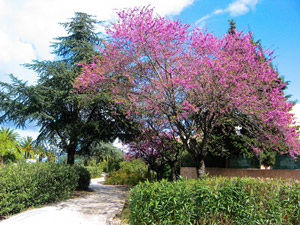 Olaia ou �rvore de Judas - Cercis siliquastrum