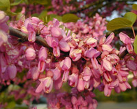 Olaia ou �rvore de Judas - Cercis siliquastrum