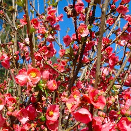 Marmeleiro do Jap�o - Chaenomeles japonica - pyrus japonica