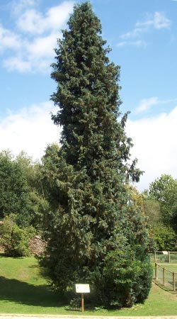 Lawson Cypress - Chamaecyparis lawsoniana