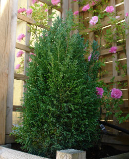 Cypr�s de lawson 'Ellwoodii'