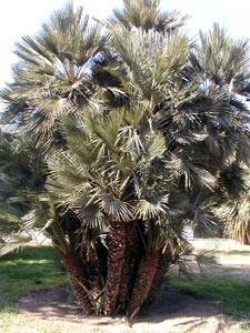 Palmier nain - Chamaerops humilis