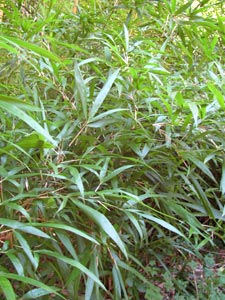 Chimonobambusa marmorea - bambou aux pousses hivernales Chimonobambusa marmorea - bambou aux pousses hivernales