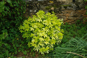 Naranjo Mexicano dorado  - Choisya ternata 'Sundance'