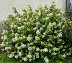 Laranjeira do M�xico - Choisya ternata