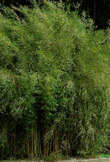 Chusquea couleou - Bambou des Incas
