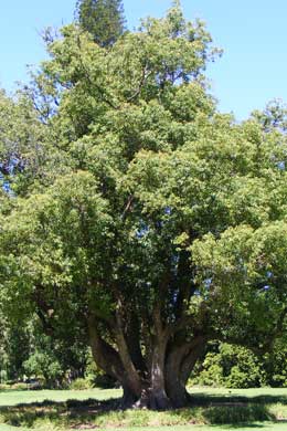 �rbol del alcanfor o alcanforero