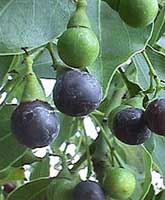 �rbol del alcanfor o alcanforero